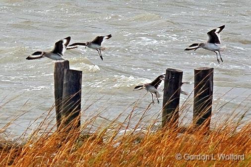 Willets In Flight_31172.jpg - Willets (Tringa semipalmata) photographed along the Gulf coast near Port Lavaca, Texas, USA.